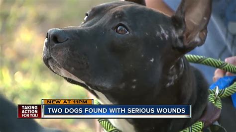 Dog believed to be used in dog fights recovering after being found injured in Homestead